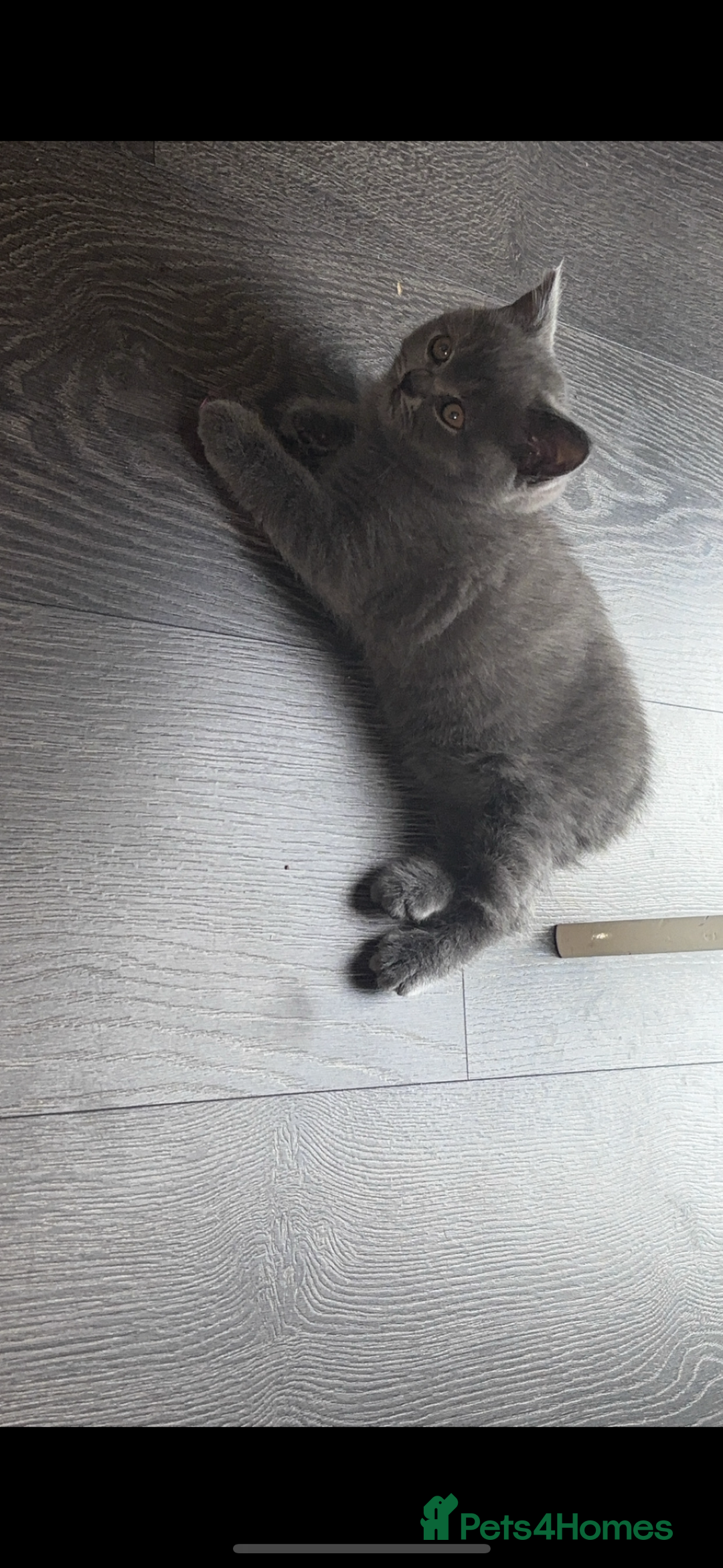 British Shorthair cats for sale: Pure breed British shorthairs  - Image 3