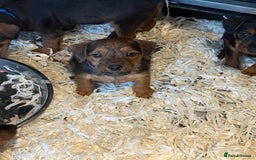 Lakeland Terrier dogs for sale: Lakeland terrier puppies  - Image 13