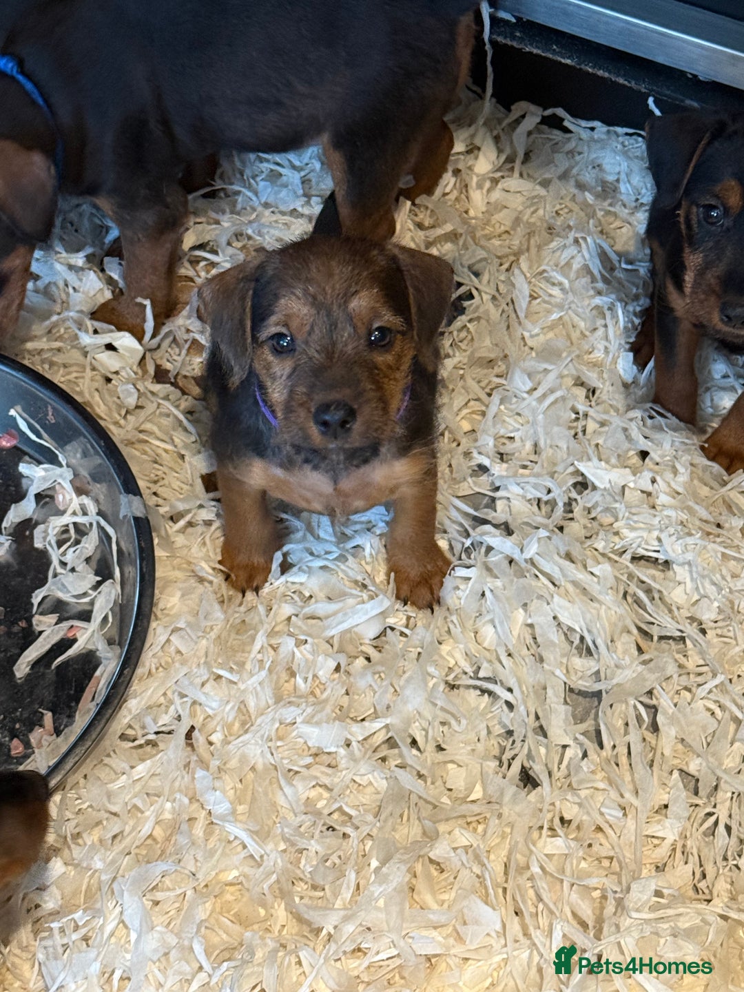 Lakeland Terrier dogs for sale: Lakeland terrier puppies  - Image 13