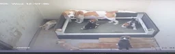 Beagle dogs for sale: Beagle puppies  - Advert 5