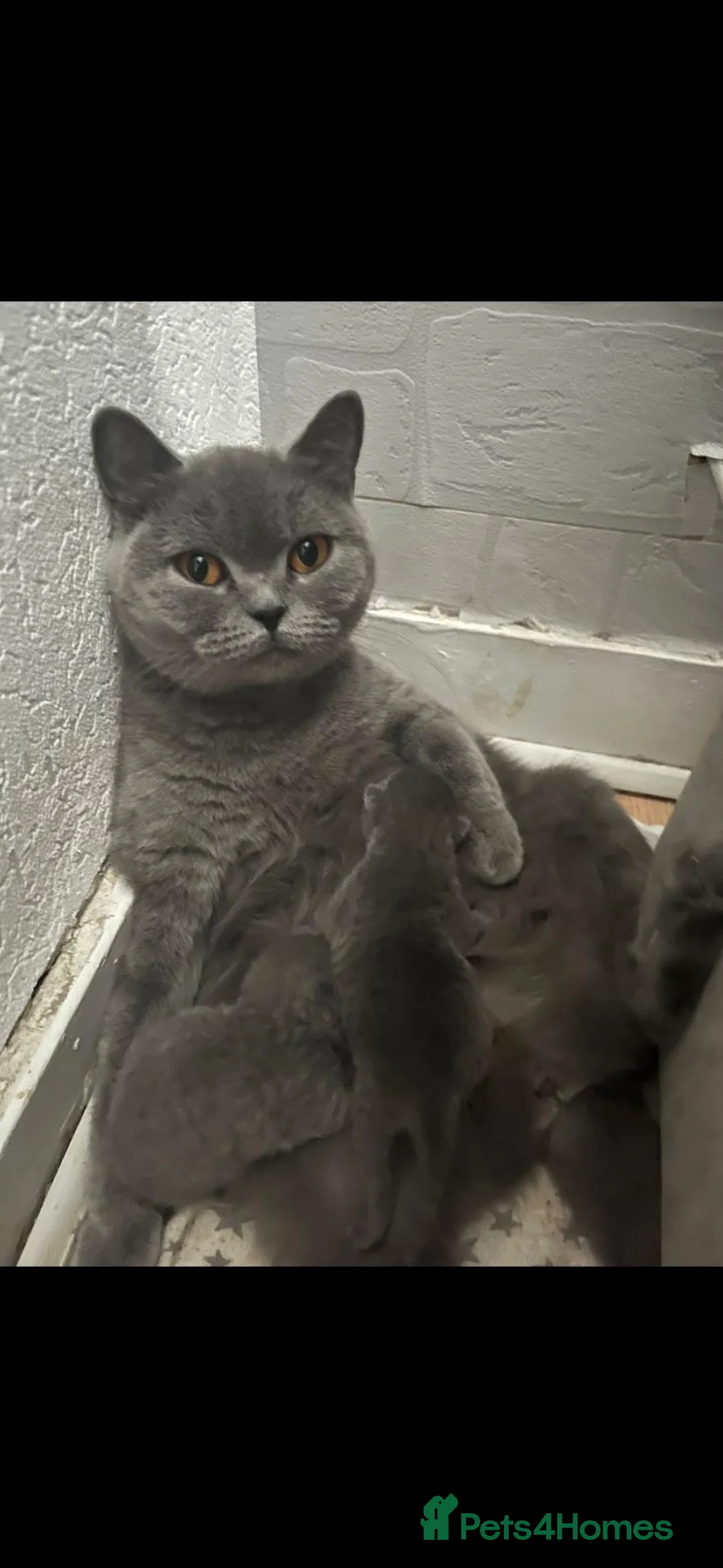 British Shorthair cats for sale: British short hair girls - Advert 2
