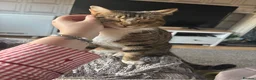 Domestic Shorthair cats for sale: 3 year old outdoor tabby looking for new home   in Lanark - Advert 2