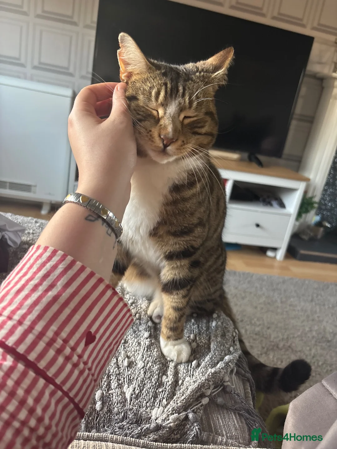 Domestic Shorthair cats for sale: 3 year old outdoor tabby looking for new home   in Lanark - Advert 2