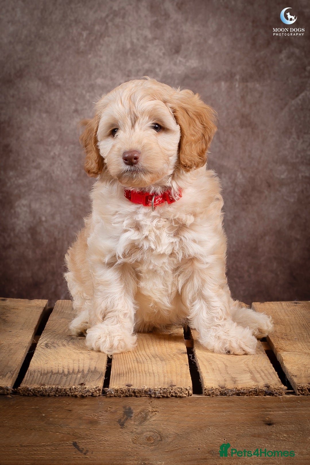 Cockapoo dogs for sale: **Ready Now**Miniature F1B Cockapoos  - Image 22