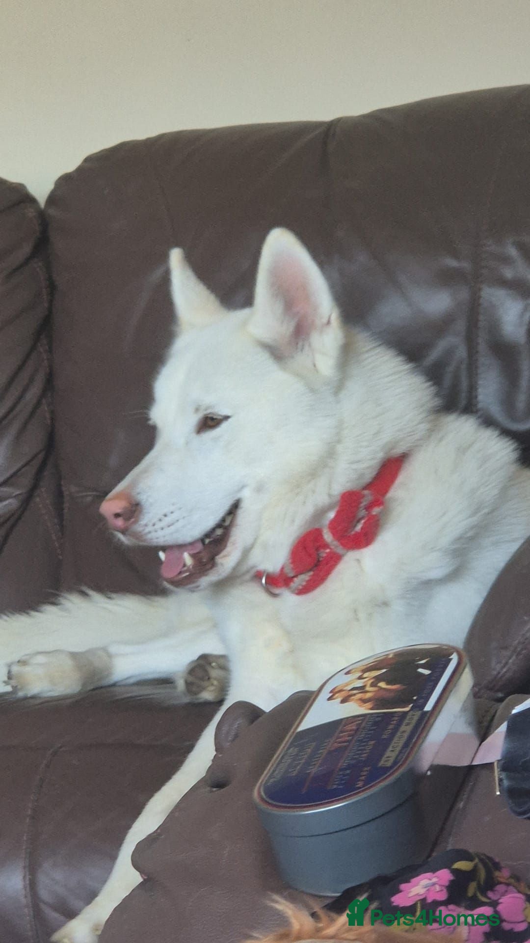 Siberian Husky dogs 3 year old siberian husky - Advert 1