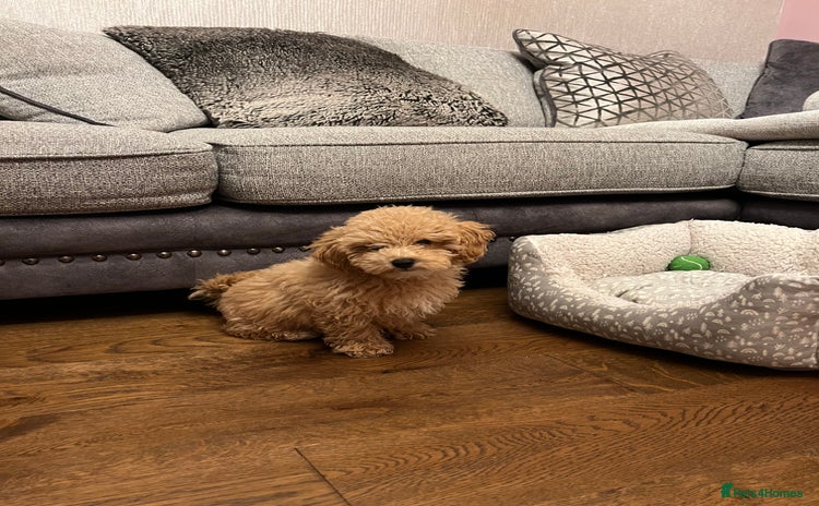 Maltipoo dogs - Advert 1