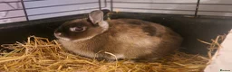 Netherland Dwarf rabbits for sale: Cute little baby Netherland Dwarf boy-Dumpling 🐰 - Advert 4