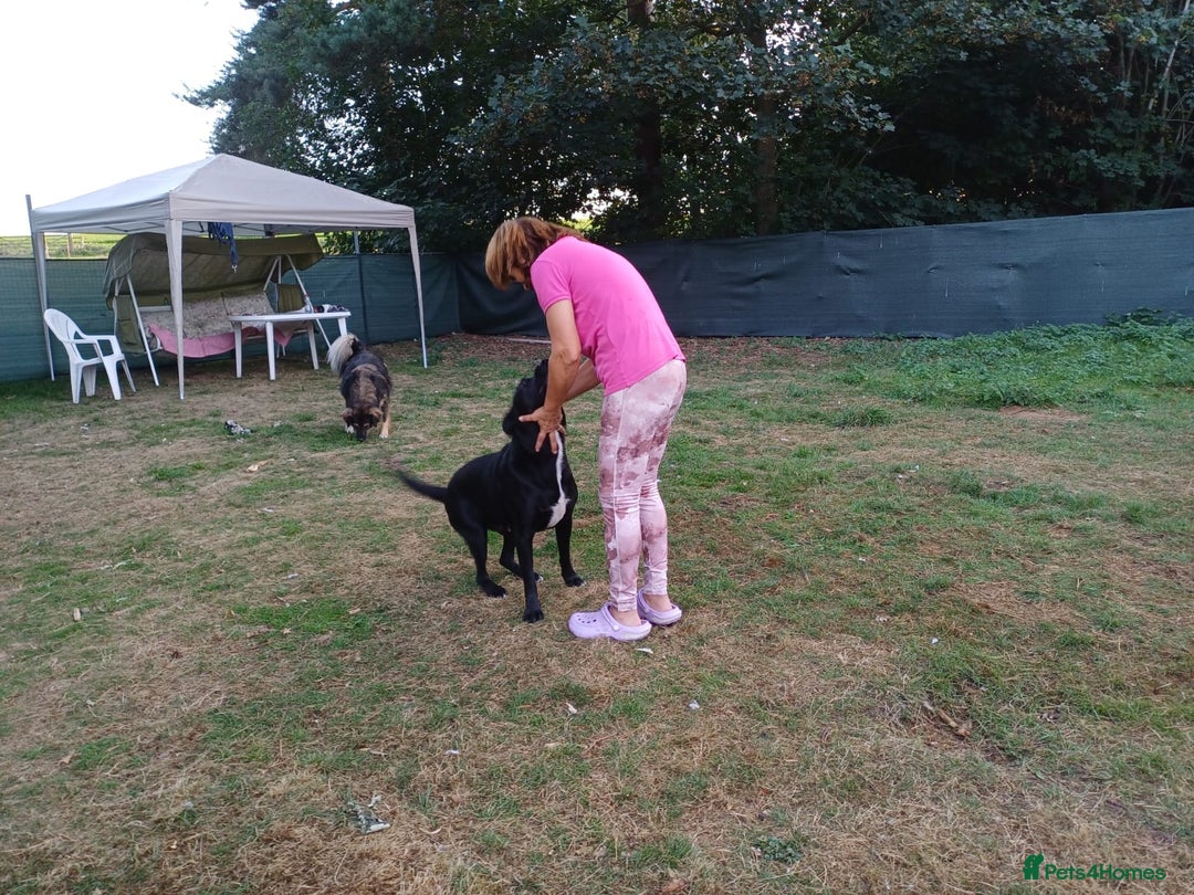 Mixed Breed dogs for adoption: SHEAMUS-a sensitive Soul for the right Human Match - Advert 19