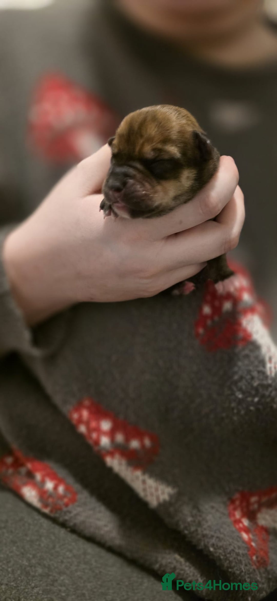 Mixed Breed dogs for sale: Gorgeous Husky x Staffy Puppies - Advert 5