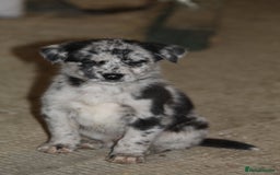 Borador dogs for sale: Labrador x Collie puppies - Image 20