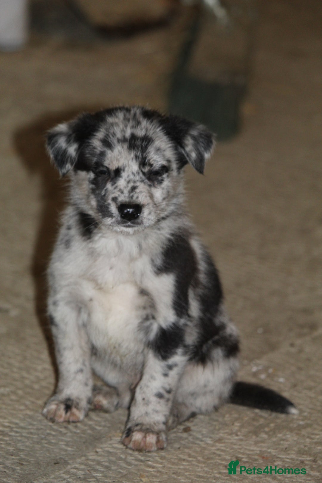 Borador dogs for sale: Labrador x Collie puppies - Image 20