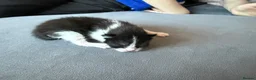 Mixed Breed cats for sale: 3 male kittens for sale  in Evesham - Advert 24