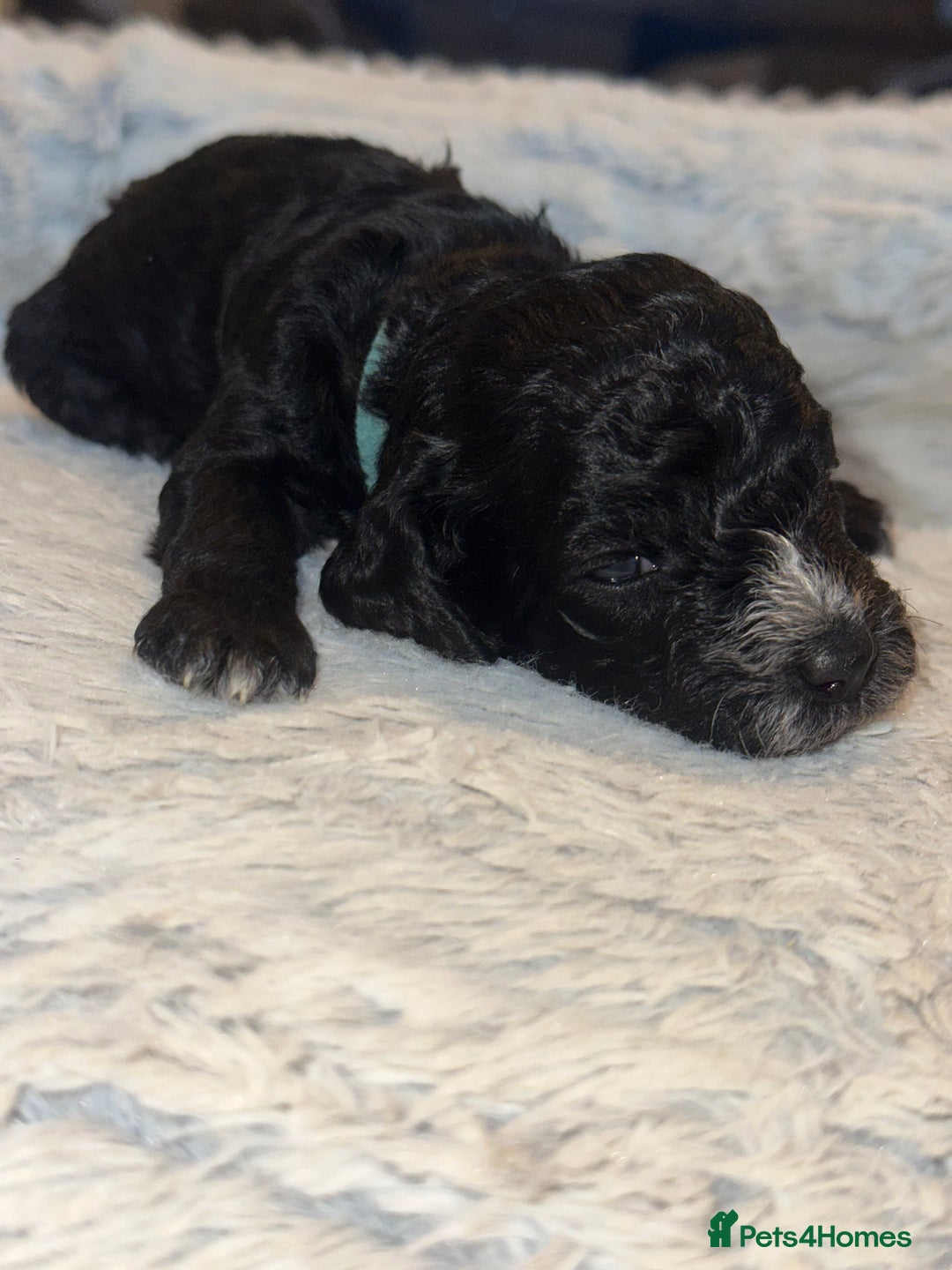 Cockapoo dogs for sale: Beautiful mixed Merle F2B Cockapoos  - Advert 9