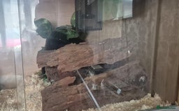 Corn Snake reptiles for sale: 2 corn snakes - Image 4