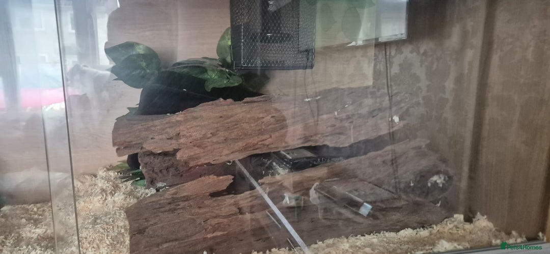 Corn Snake reptiles for sale: 2 corn snakes - Image 4