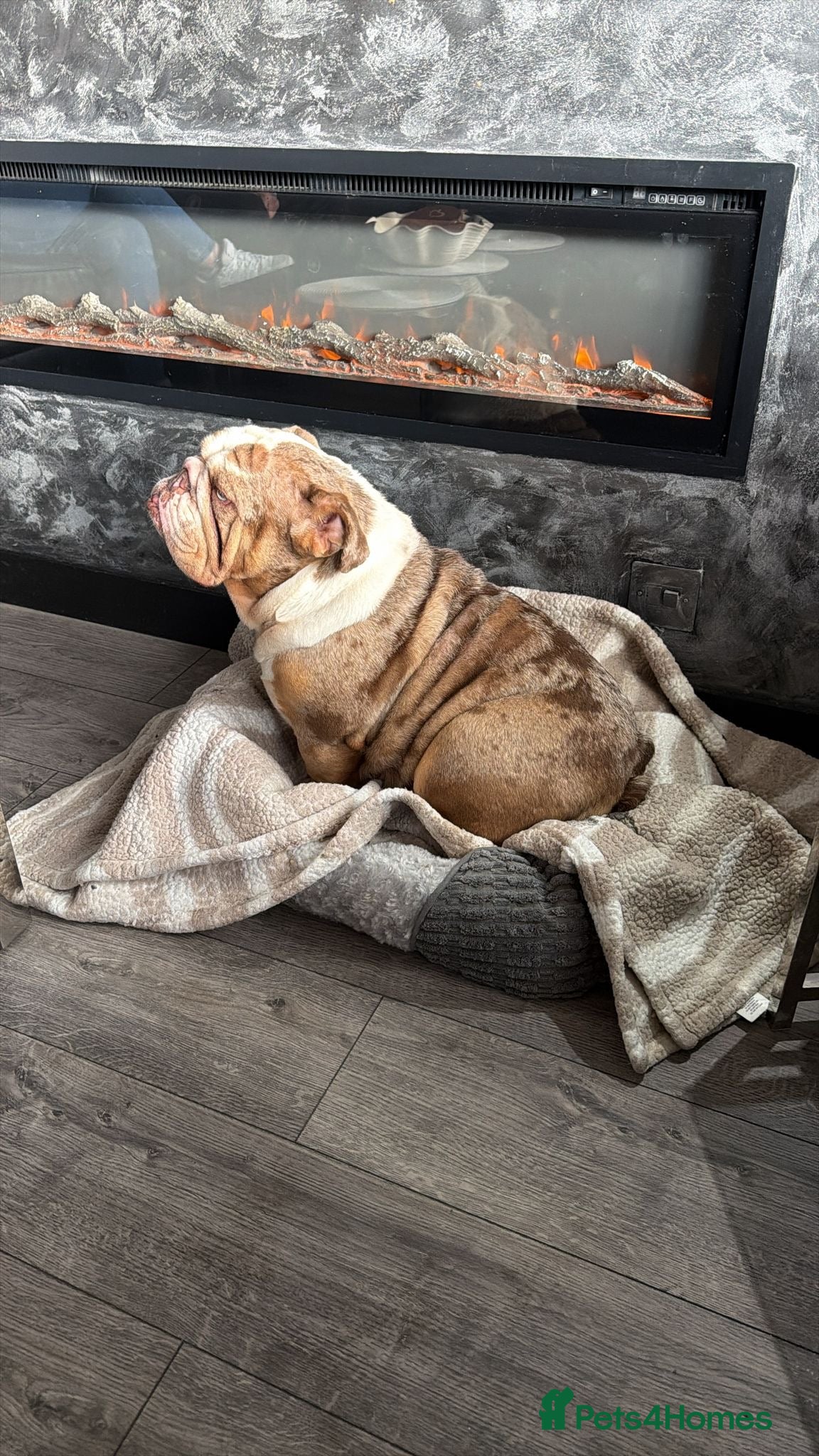 English Bulldog dogs for sale: Reduced Adult Female English bulldog  - Advert 2