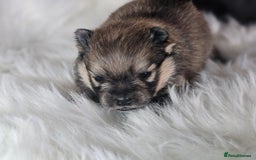 Pomeranian dogs for sale: 4 beautifull pomeranian puppies  - Advert 24