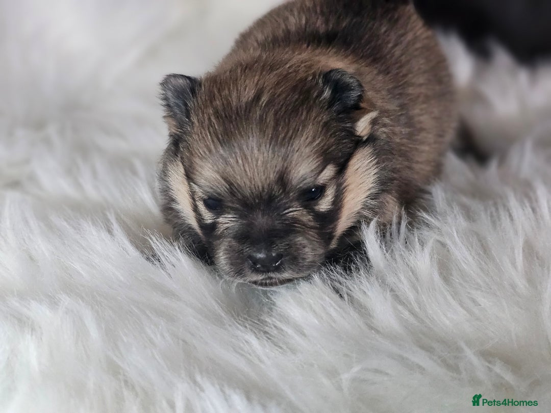 Pomeranian dogs for sale: 4 beautifull pomeranian puppies  - Advert 24