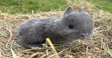 Netherland Dwarf rabbits - Advert 4