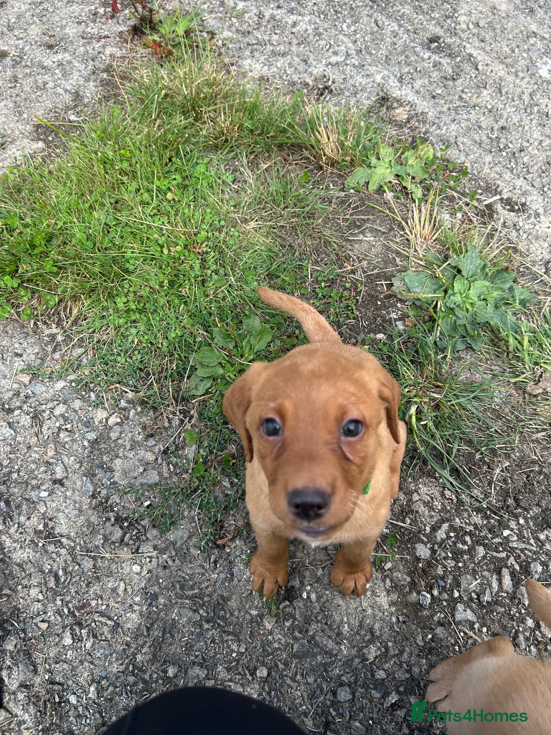 Labrador Retriever dogs for sale: Labrador pups, 1 boy available.  in Launceston - Image 10