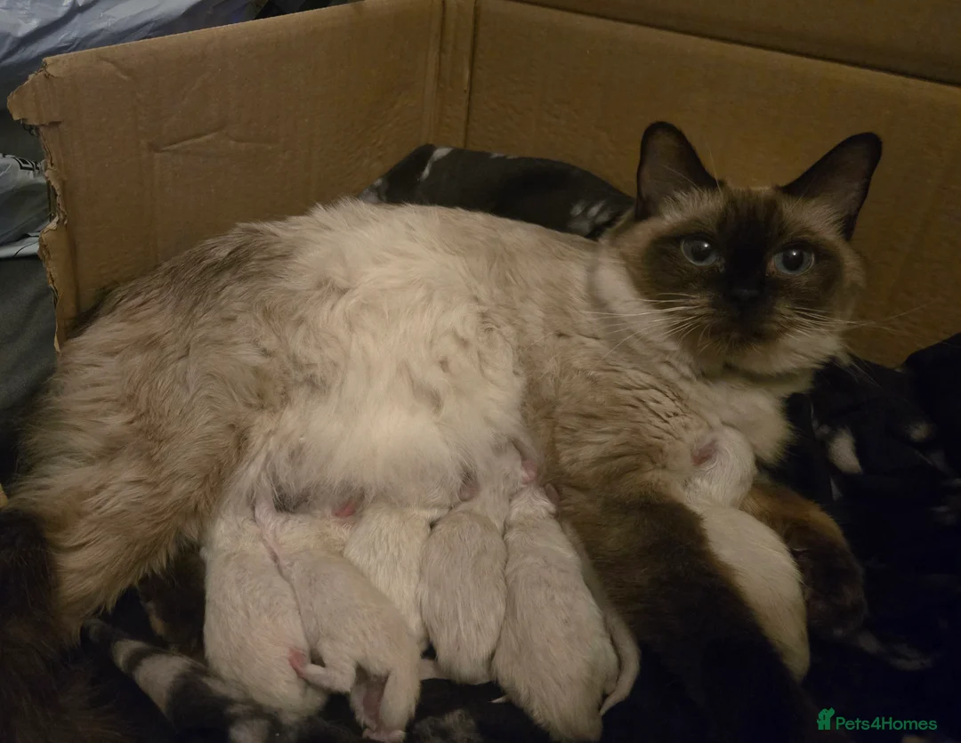 Ragdoll cats for sale: Seven gorgeous purebred ragdoll mitted kittens  - Advert 3