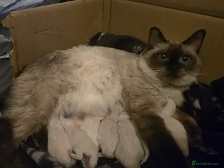 Ragdoll cats Seven gorgeous purebred ragdoll mitted kittens - Advert 8