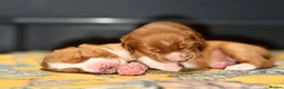 Australian Labradoodle dogs for sale: Exceptional Australian Labradoodles - Advert 27