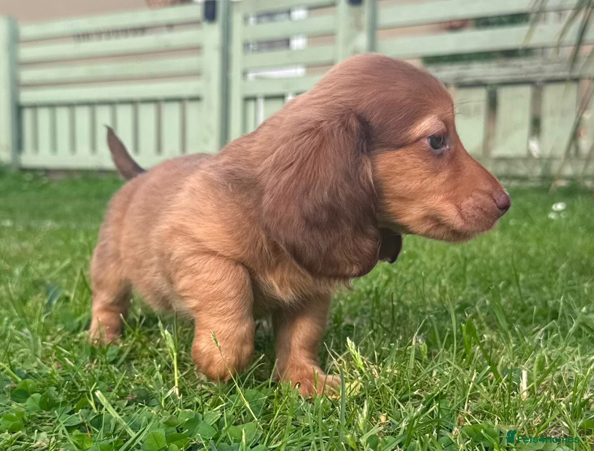 Miniature Dachshund dogs Red long hair miniature daschund puppies - Advert 1