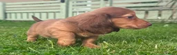Miniature Dachshund dogs for sale: Red long hair miniature daschund puppies - Advert 11