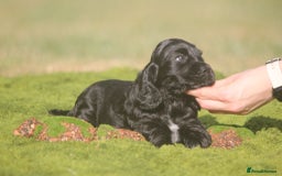 Cocker Spaniel dogs for sale: Show type Cocker Spaniel pups by Mango  - Image 5