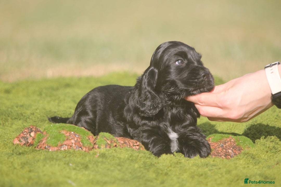 Cocker Spaniel dogs for sale: Show type Cocker Spaniel pups by Mango  - Image 5