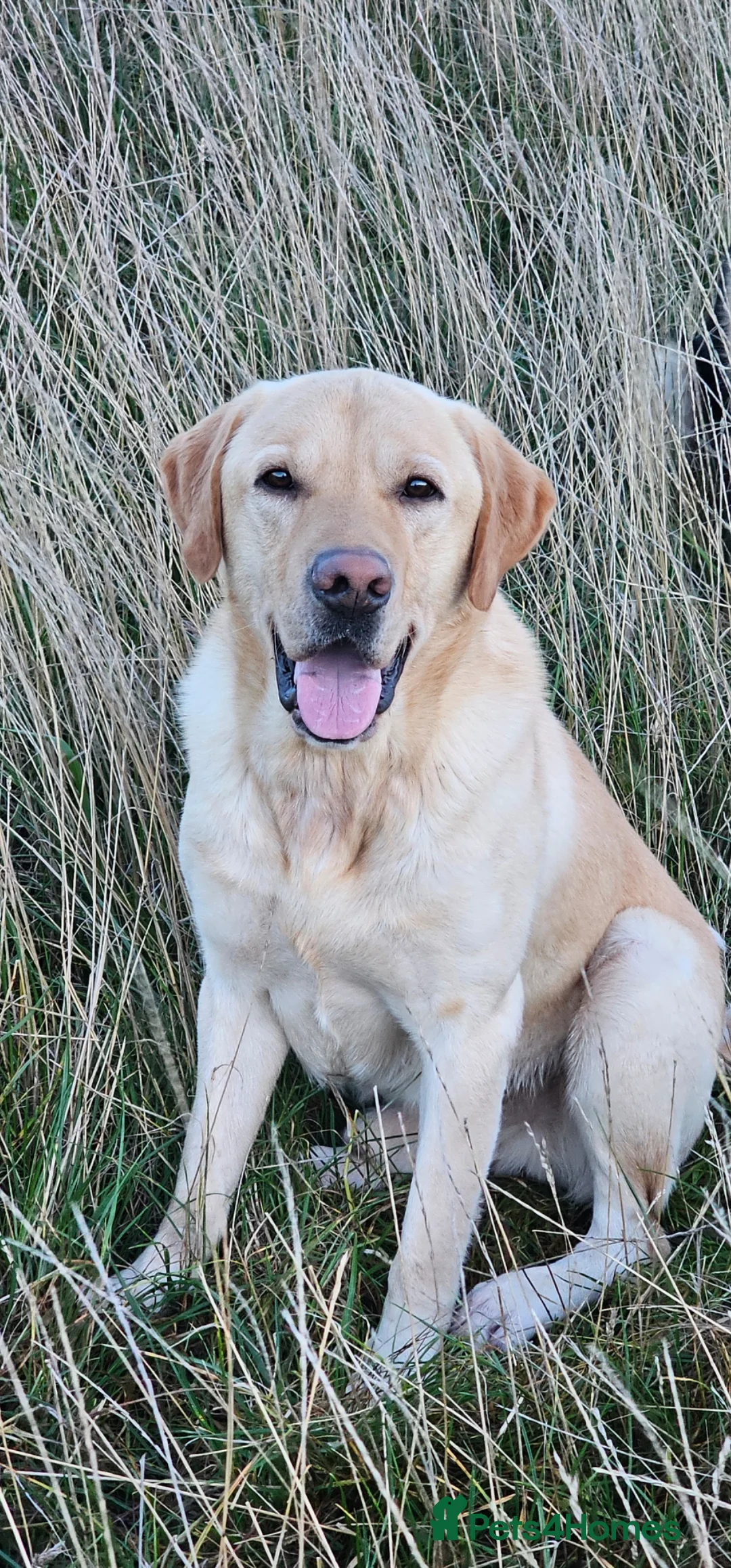 Labrador Retriever dogs for stud: Yellow dog for stud - Advert 1