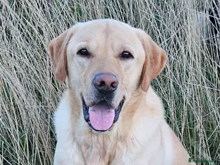 Labrador Retriever dogs Yellow dog for stud - Advert 16