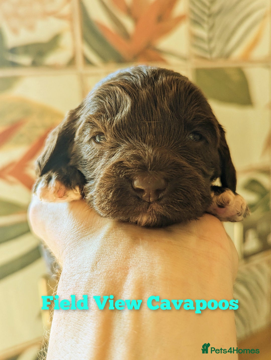 Cavapoo dogs for sale: F1 Extensively health tested Cavapoo puppies  - Advert 16
