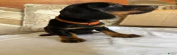 Miniature Dachshund dogs for sale: Beautiful miniature dachshunds - Advert 12