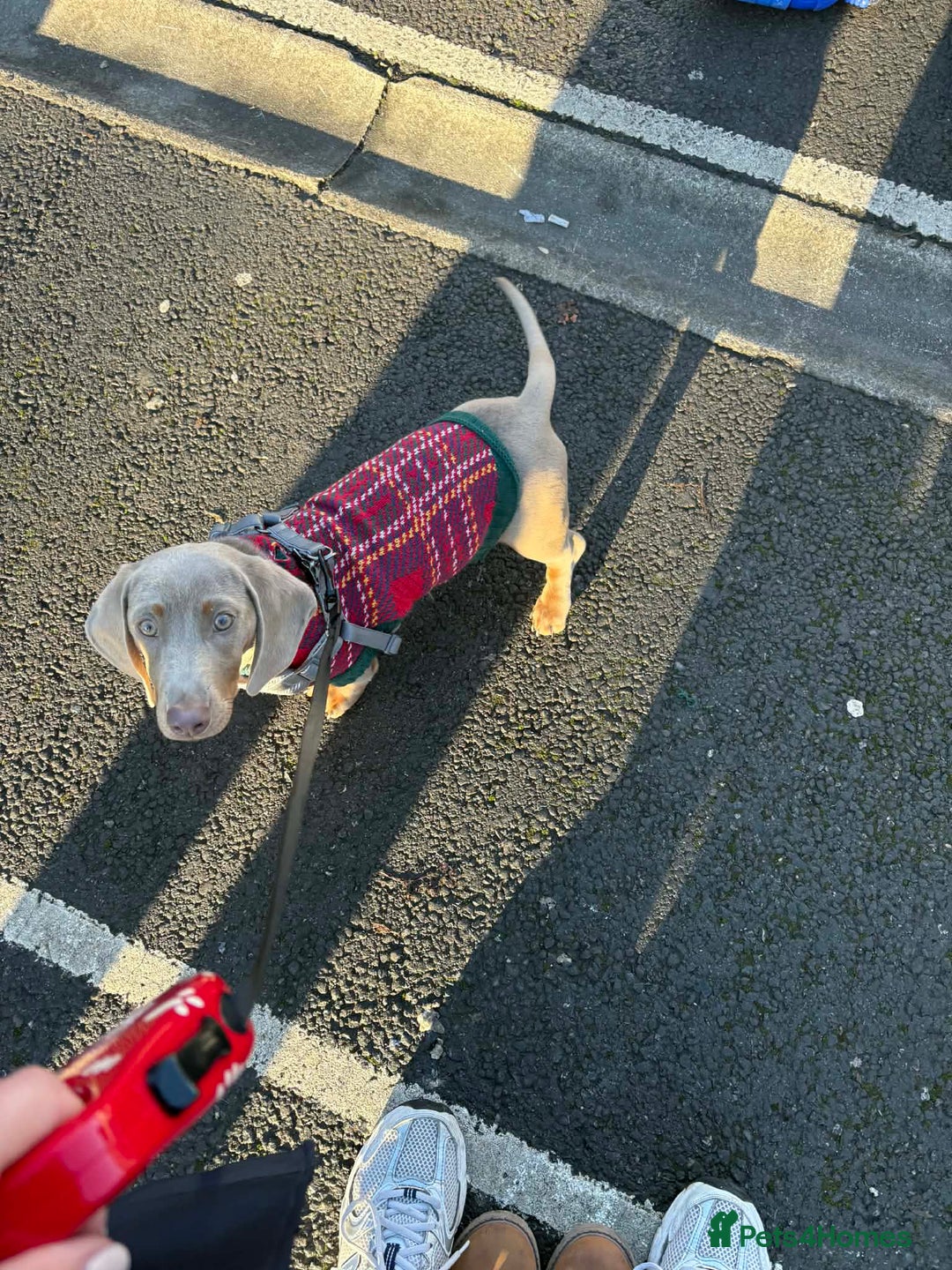 Miniature Dachshund dogs for sale: Mini dachshund Georgie  - Advert 1