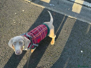 Miniature Dachshund dogs Mini dachshund Georgie - Advert 1