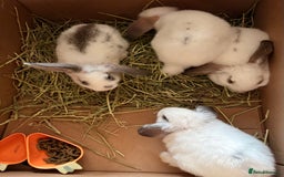 Mixed Breed rabbits for sale: Mini lop cross French lop baby rabbits.  - Image 3