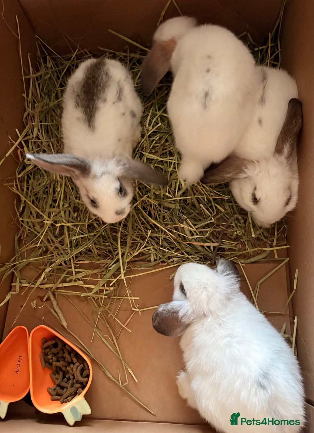 Mixed Breed rabbits for sale: Mini lop cross French lop baby rabbits.  - Image 3