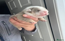 English Bulldog dogs for sale: English bulldog bible John lines  - Image 1
