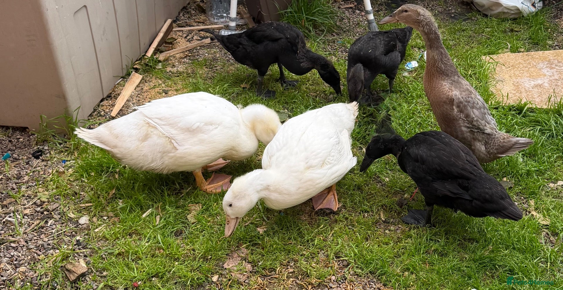 Ducks poultry for sale: Ducks - Advert 15