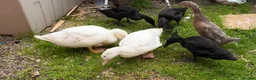 Ducks poultry for sale: Ducks - Advert 1