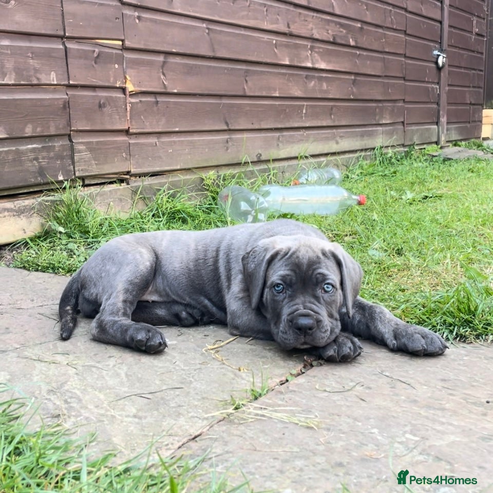 Cane Corso dogs Grand Champion Cane corso puppies - Advert 1