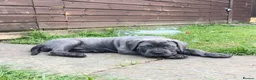 Cane Corso dogs for sale: Grand Champion Cane corso puppies - Advert 1