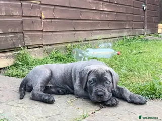 Cane Corso dogs Grand Champion Cane corso puppies - Advert 1