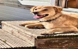 Mini Goldendoodle dogs for sale: Curly - Advert 1