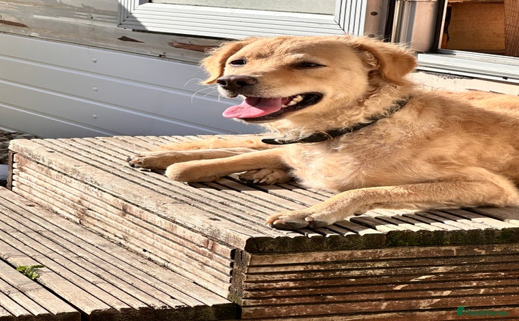 Mini Goldendoodle dogs Curly - Advert 9