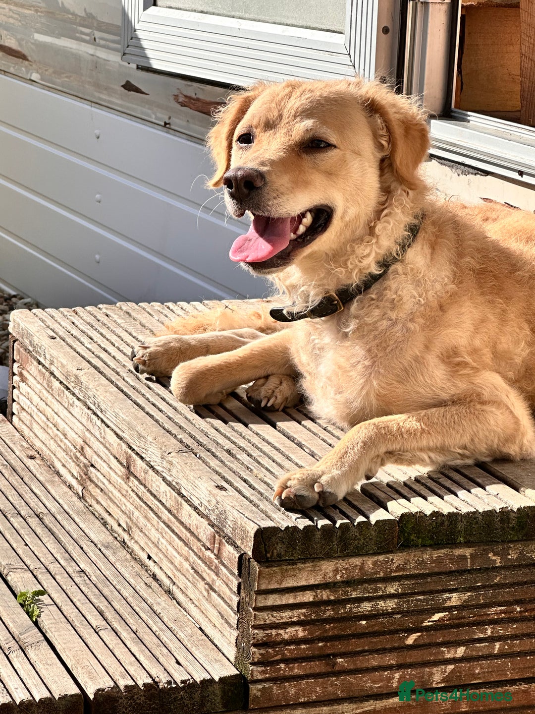 Mini Goldendoodle dogs for sale: Curly - Advert 1