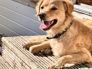 Mini Goldendoodle dogs for sale: Curly - Advert 1