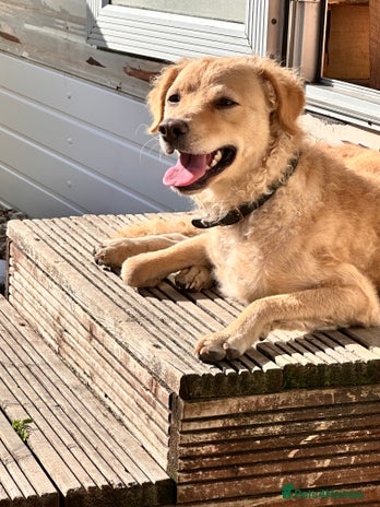 Mini Goldendoodle dogs Curly - Advert 1